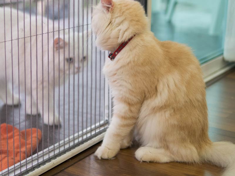How to Introduce Cats to Each Other: 2. Let them get used to each other's scents
Cats looking at each other through glass door