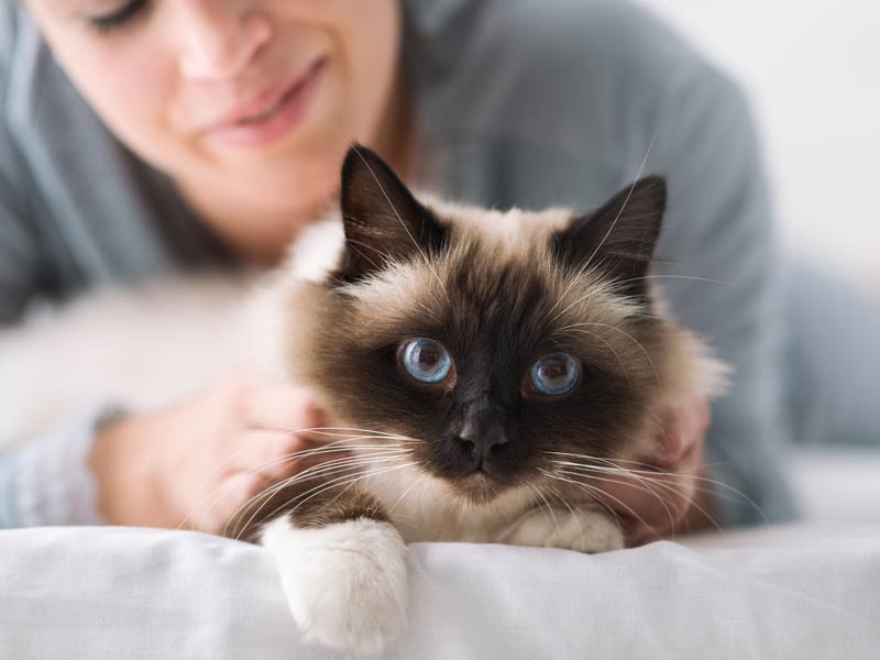 How to Introduce Cats to Each Other: 3. Spend time alone with both cats
Human holding cat on bed