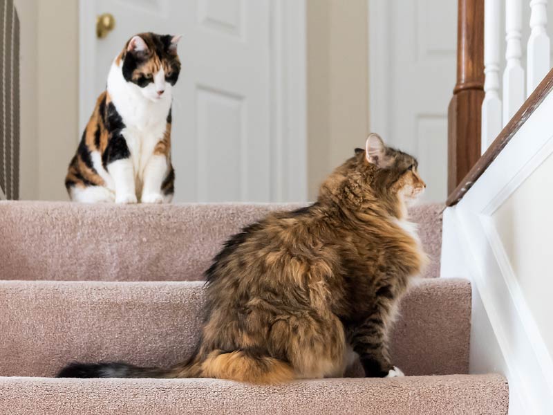 How to Introduce Cats to Each Other: 4. Host a supervised introduction
Two cats near each other on stairs