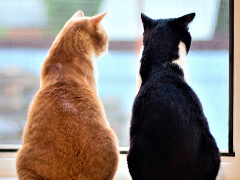 How to Introduce Cats to Each Other: 5. Leave them alone together
Two cats standing together looking out window