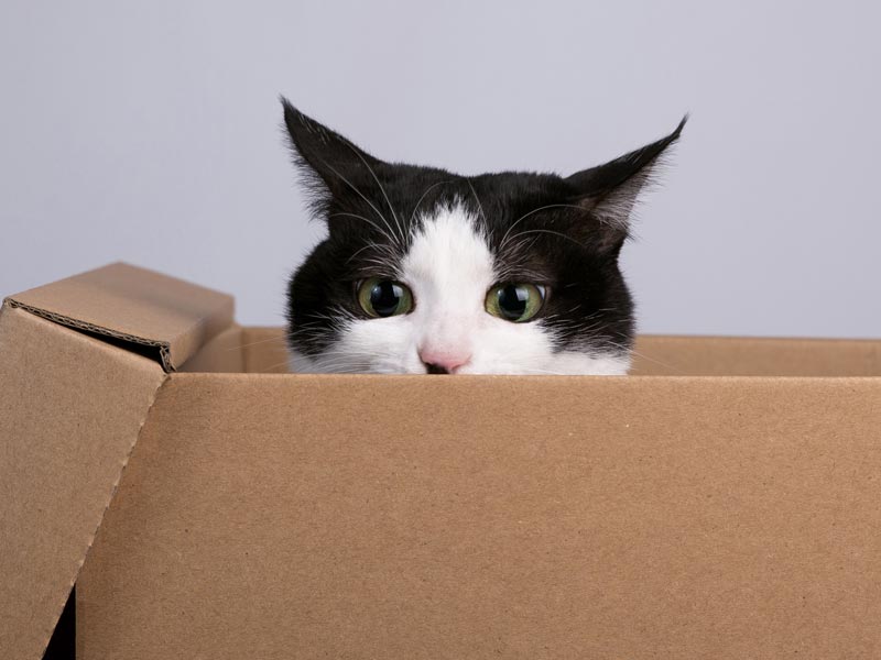 Ways to Help Shelters: Buy item off shelter wishlist, cat poking head out of cardboard box