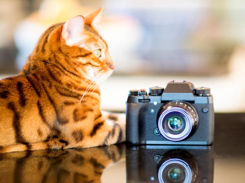 Ways to help shelters: volunteer to take portraits of animals, cat next to camera
