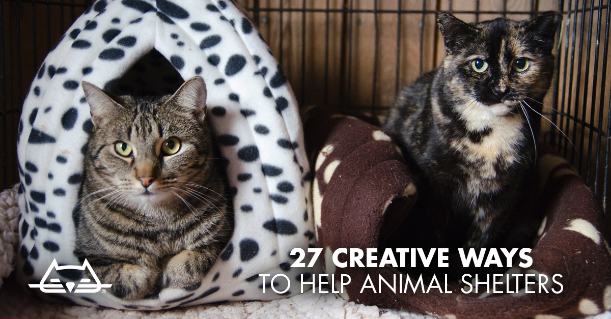 27 Creative Ways to Help Animal Shelters | Show Your Support