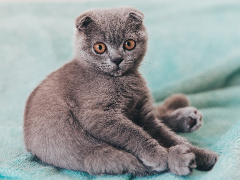 7 Unique-Looking Cat Breeds