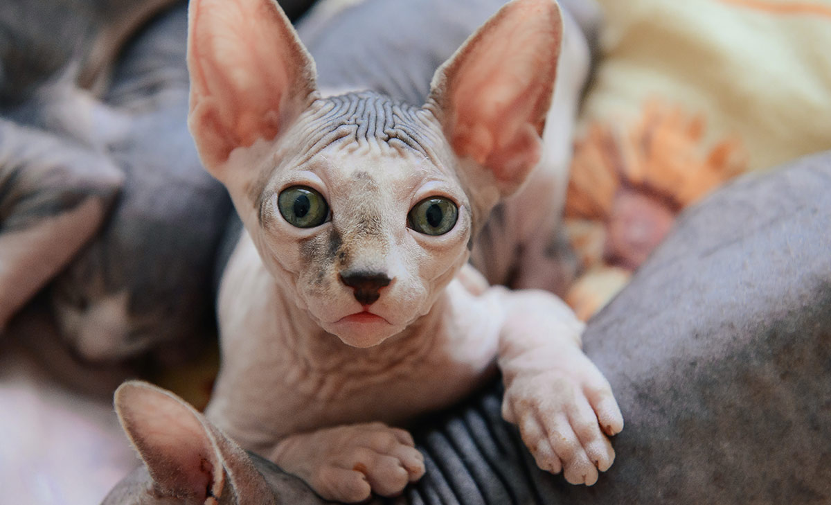 100 Reasons Why We Love Cats | Because Cats are the BEST