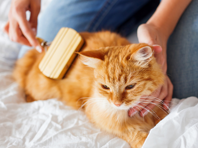 How to prevent hairballs: brush your cat daily. Person brushing cat.