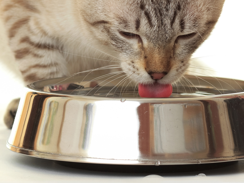 How to prevent hairballs: help them drink more water. Cat drinking from water bowl.