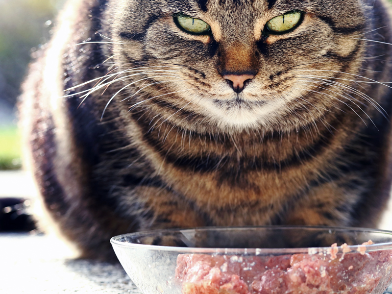 How to prevent hairballs: increase protein, reduce carbs. Cat crouching before bowl of meat.