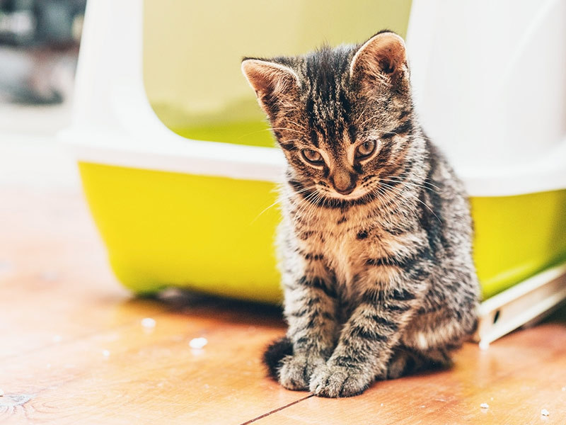 cat eating litter and vomiting