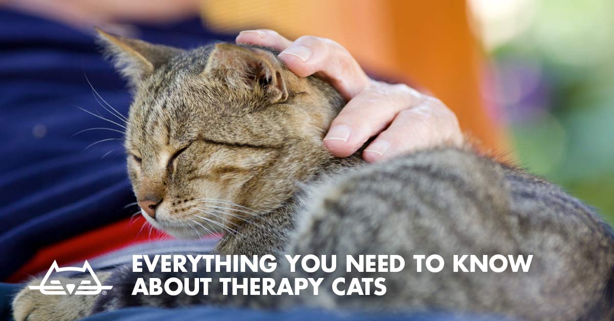 The Truth About Therapy Cats | Emotional Support Cat Advice