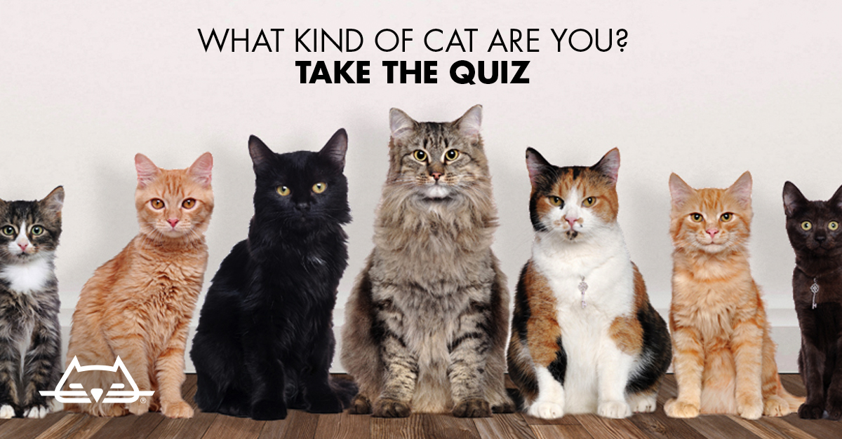 mund æggelederne spørge What Kind of Cat Are You? Take this Quiz to Find Out