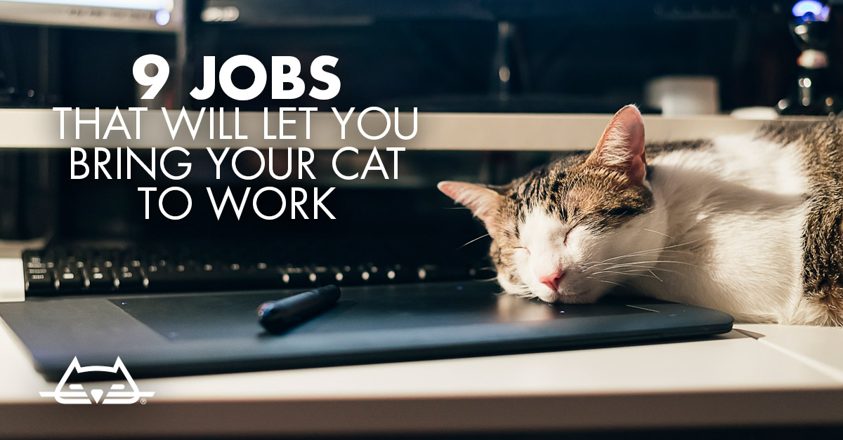 9 Jobs that Will Let You Bring Your Cat to Work