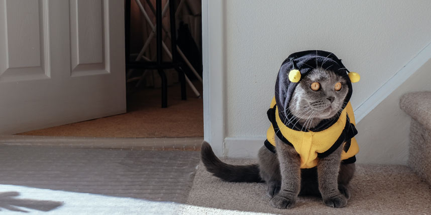 Dog and cat Halloween costumes: Most popular for 2019