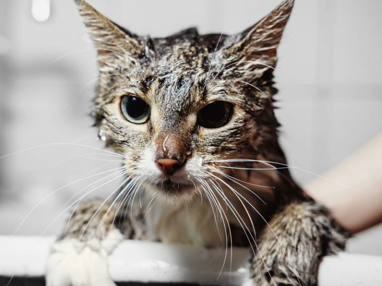 How to Give a Cat a Bath 8 Easy to Follow Grooming Tips