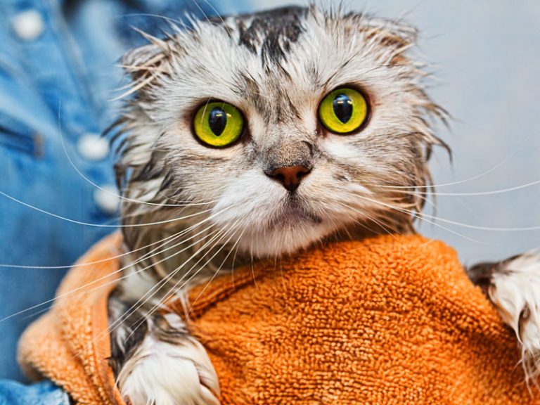 How to Give a Cat a Bath 8 Easy to Follow Grooming Tips