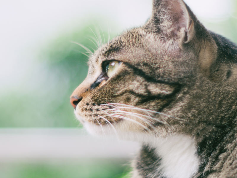 Are Cats Smart? 3 Reasons Cats Are More Intelligent Than We Think