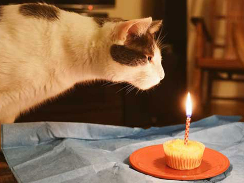 cat leaning towards cat food cake with candle