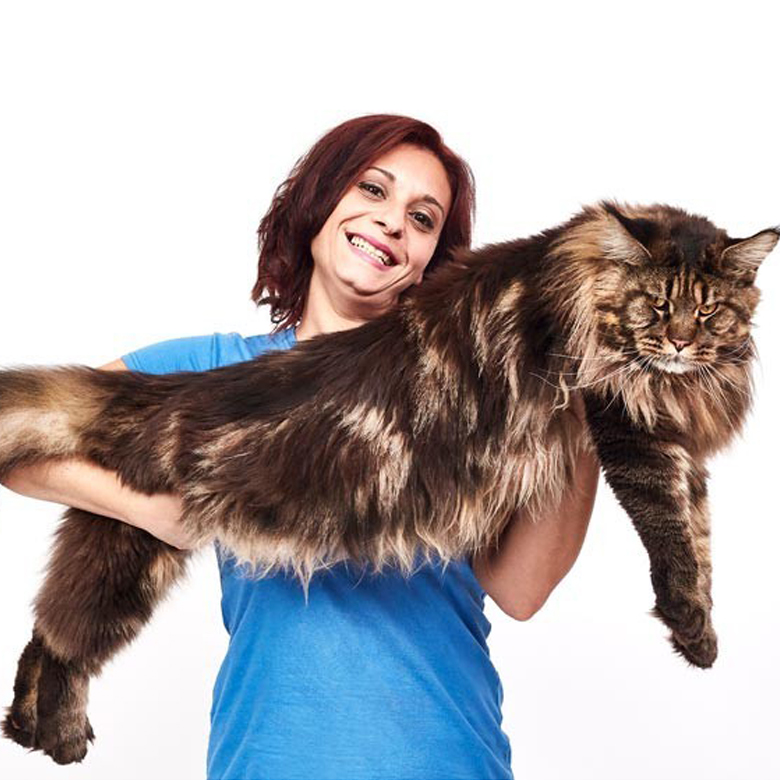 the largest cat in the world