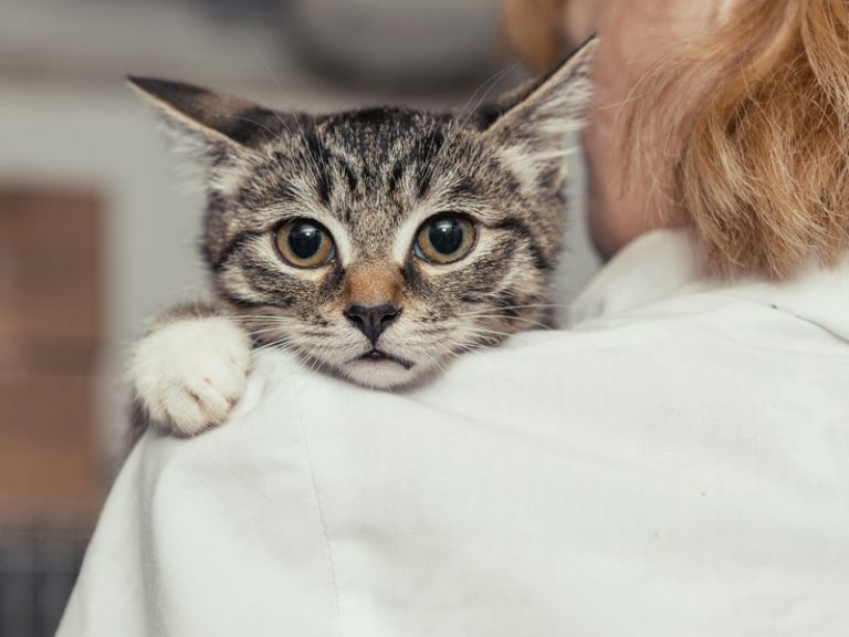 3 Reasons Not to Use Baking Soda in Cat Litter