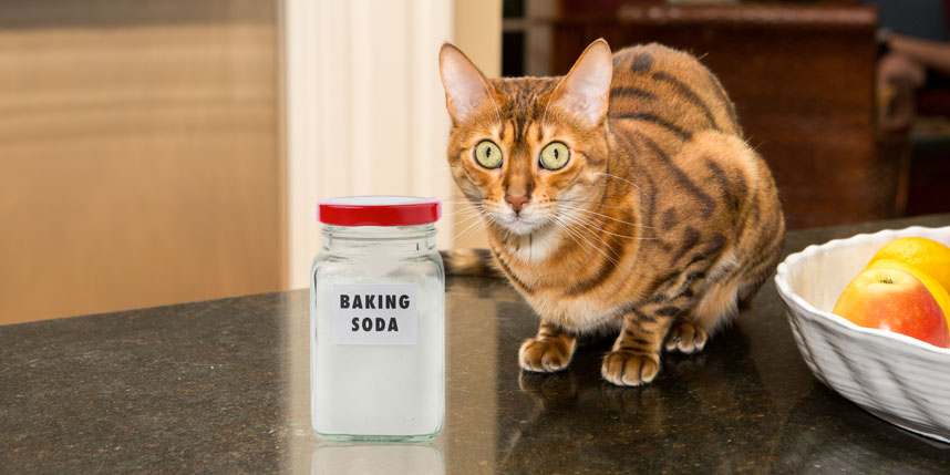 Should you use baking soda in cat litter?