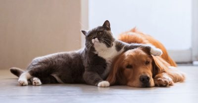 Which Pets Can Live Well with Cats and Which Cannot!