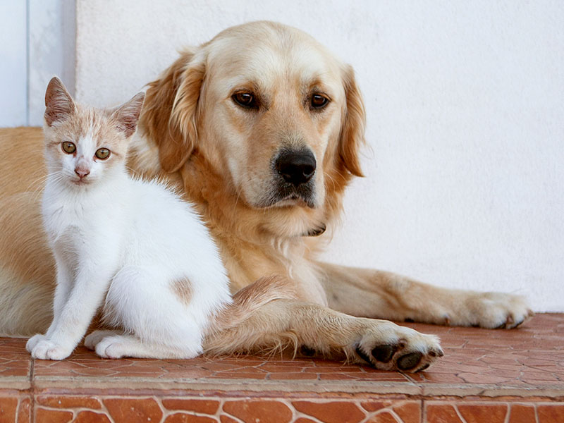 Which Pets Live Well with Cats and Which Do Not
