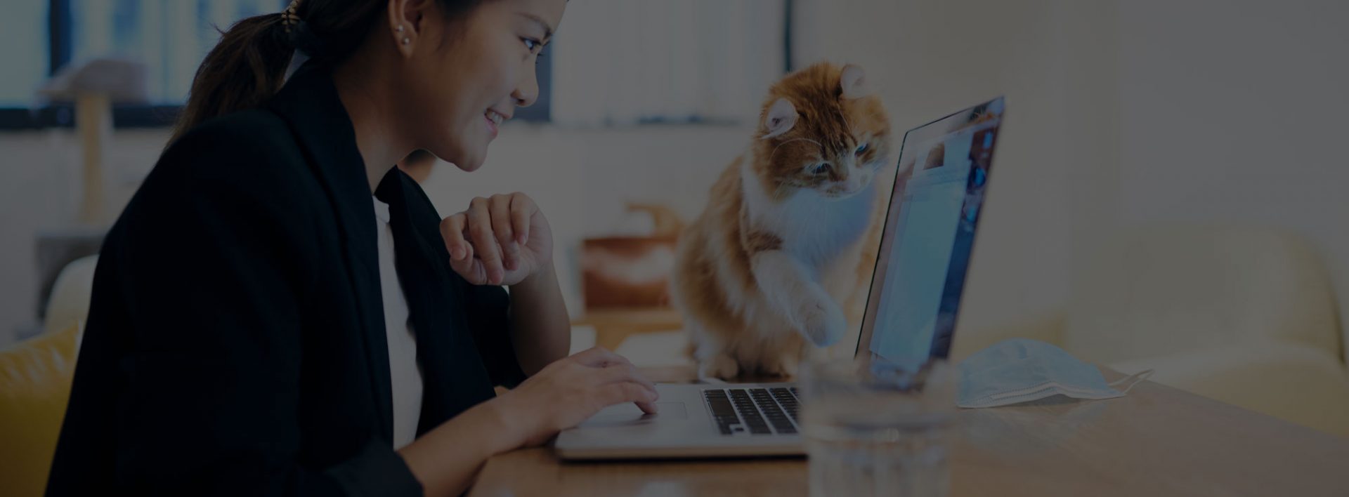 New Cat Shopping List What to Buy Before You Adopt