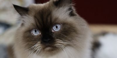 Himalayan Cats