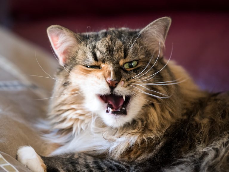 100 Clever Ways To Celebrate Your Cat 100-clever-ways-to-celebrate-your-cat