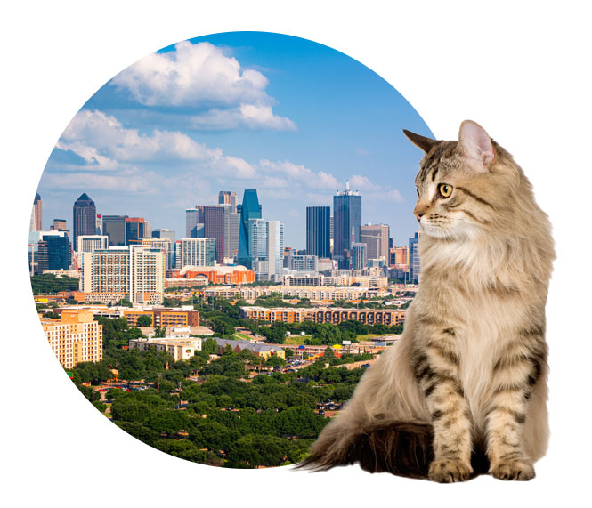 10 Best Cities for Cat Lovers in the USA
