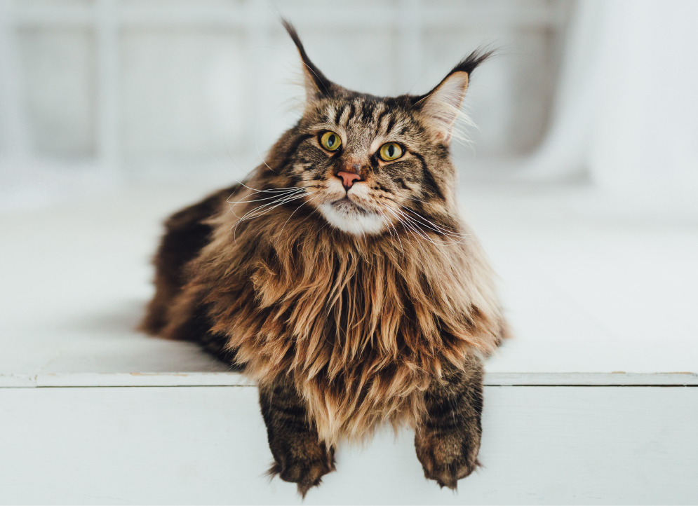 About Maine Coon Cats: Awesome “Gentle Giants”