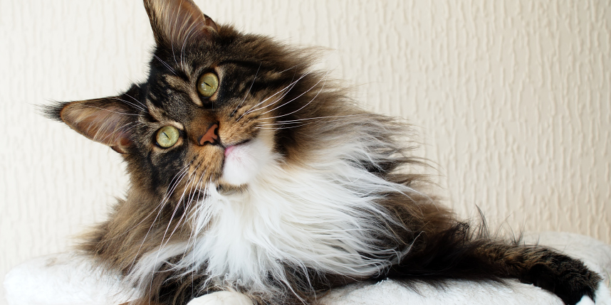 Maine Coon Cats: Awesome “Gentle Giants” -