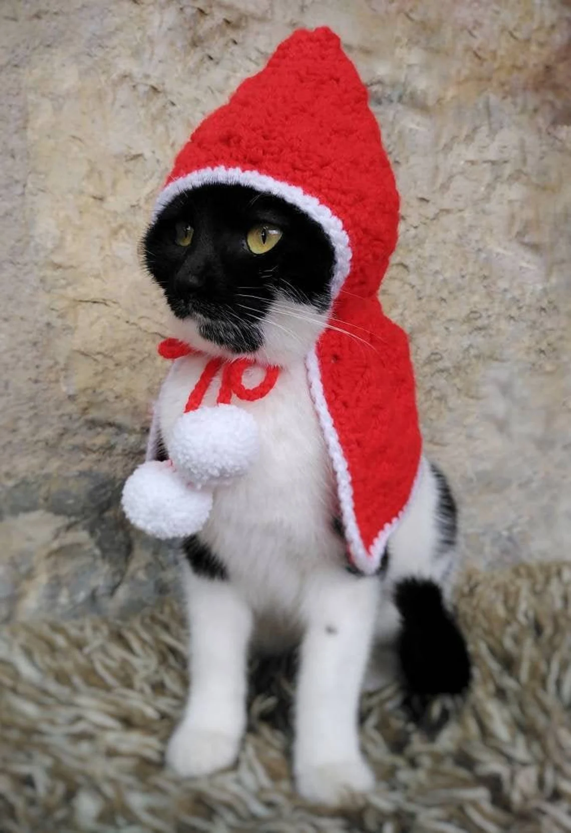 Cat in cat costume outlet