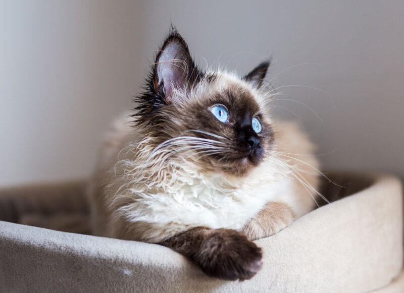 Birman Cat vs. Ragdoll Cat Decoding the Feline Mystique