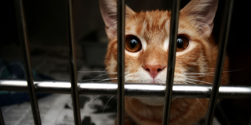 Animal Shelters Helping During Hurricane Debby
