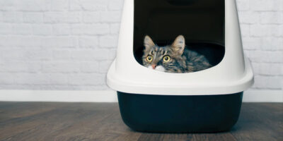 Why Your Cat's Poop Stinks So Bad