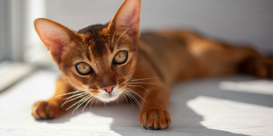 All About Abyssinian Cats