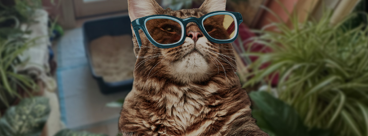 Bling Out Your Litter Box
