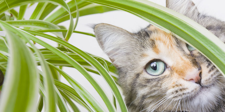 Best Plants for Litter Box