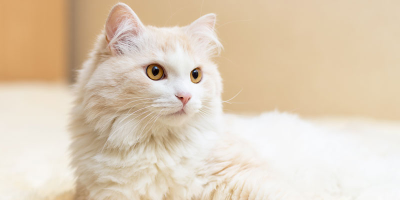 Turkish Angora Cat