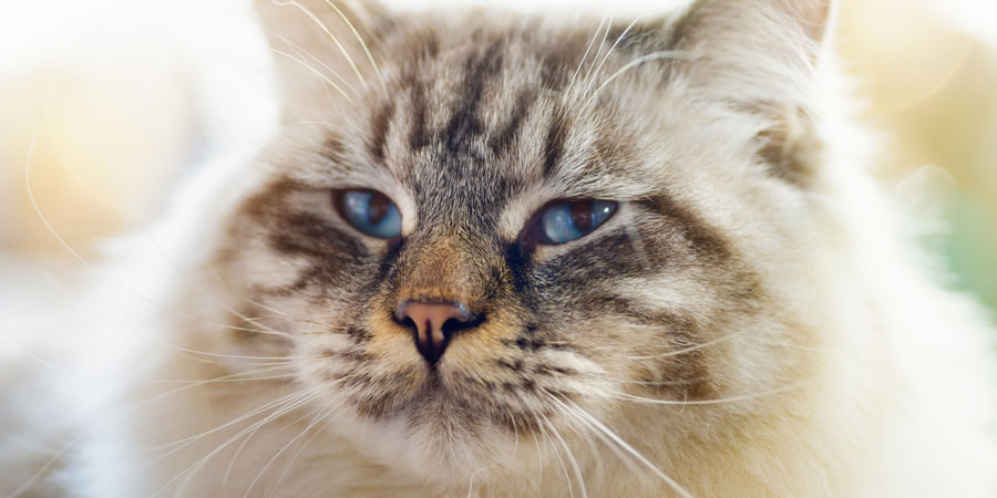Ragamuffin Cats