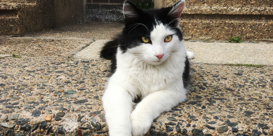 Cats and Philadelphia