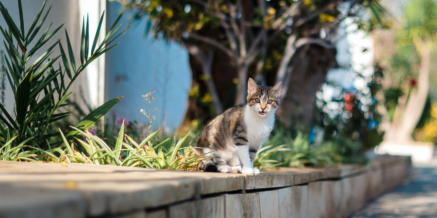 Top Cat Kingdom: Tampa, Ft. Myers, Florida