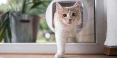 How to Catify Your Home: A collection of tips and ideas on how to make your home more inviting to cats.