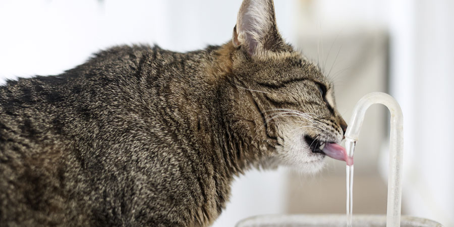 Cat Hydration