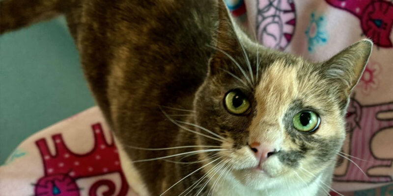 A Day in the Life of a Shelter Cat