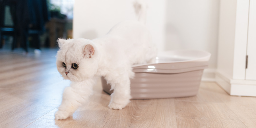 Best Cat Litter for Value