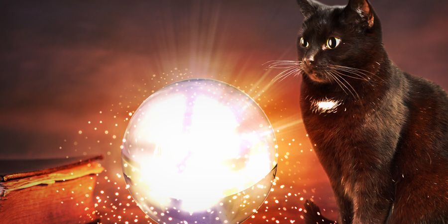 Cat Oracle Cards Explained