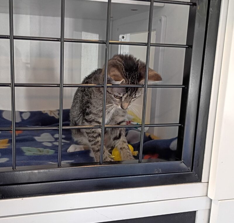 House Smelling Party Tour - Adoptable Cats