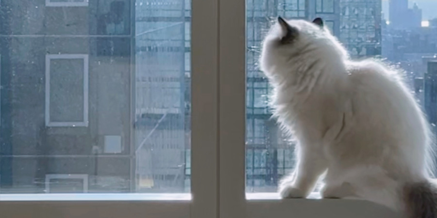 Top Cat Kingdoms - Chicago, IL